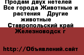 Продам двух нетелей - Все города Животные и растения » Другие животные   . Ставропольский край,Железноводск г.